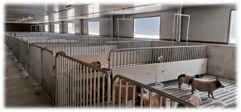 內(nèi)江醫(yī)用豬4